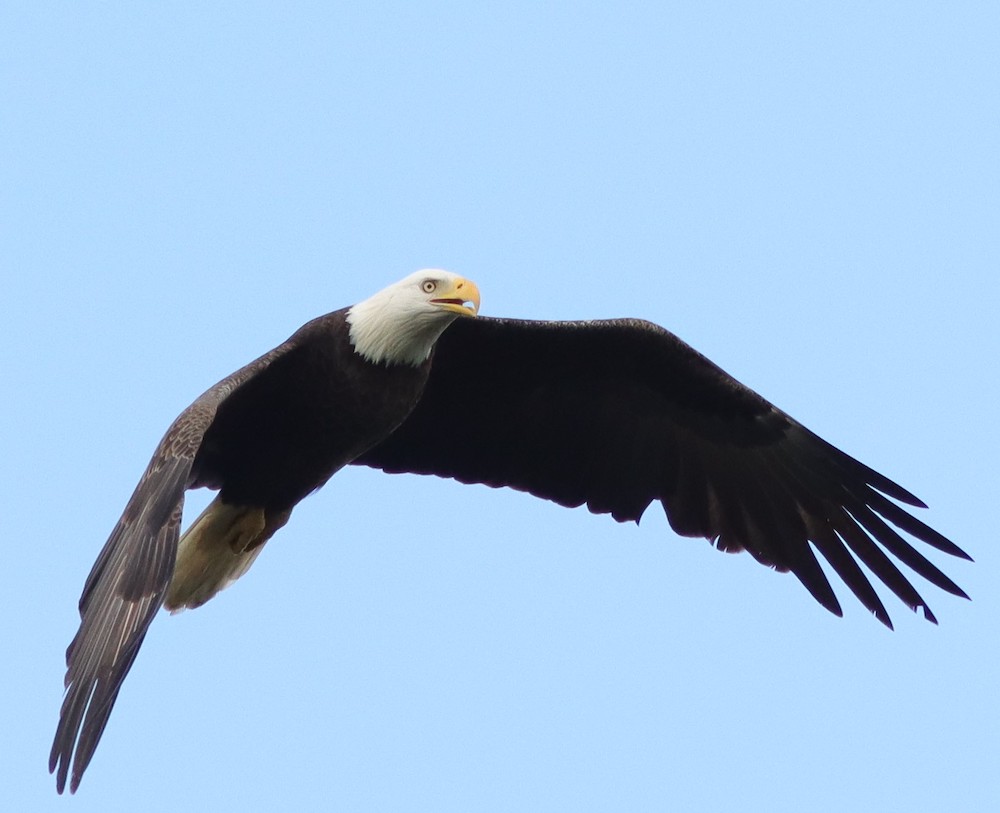 Bald Eagle Soaring Over Fenney Nature Trail