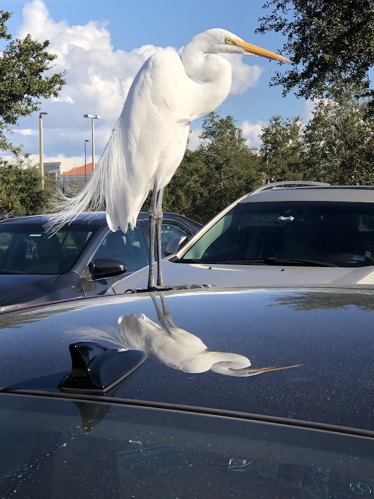 Egret on Top of Parked Car