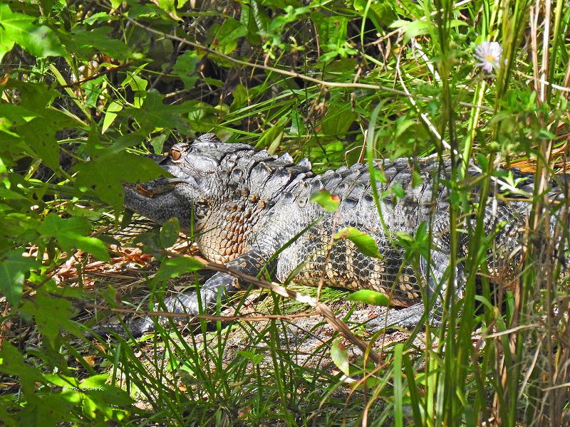 Large Alligator Hiding in the Grass