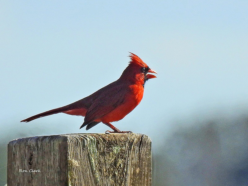 Male Cardinal at Sunrise