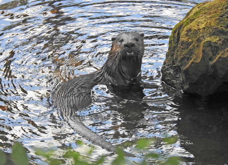 River Otter Swimming at Fenney Nature Trail