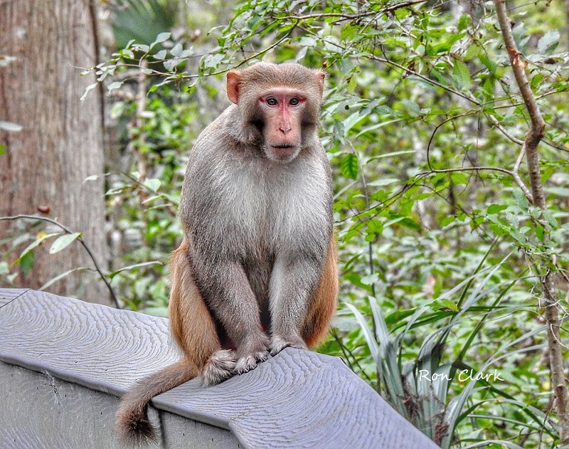Wild Rhesus Macaque Monkeys at Silver Springs State Park