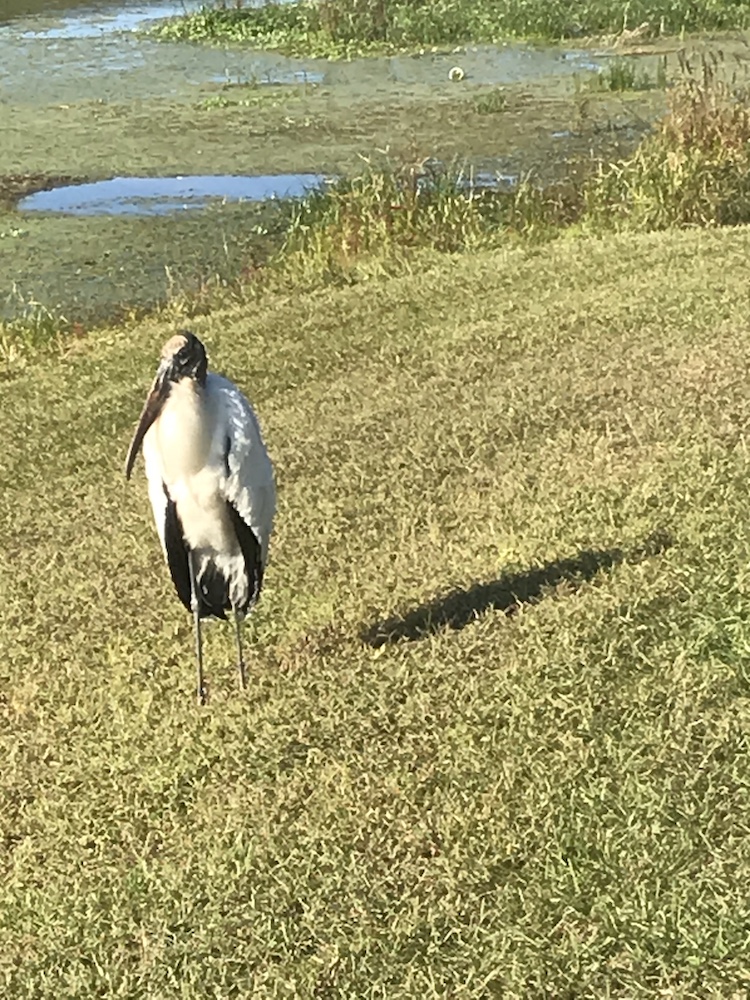 Wood Stork at Belle Glade Golf Course