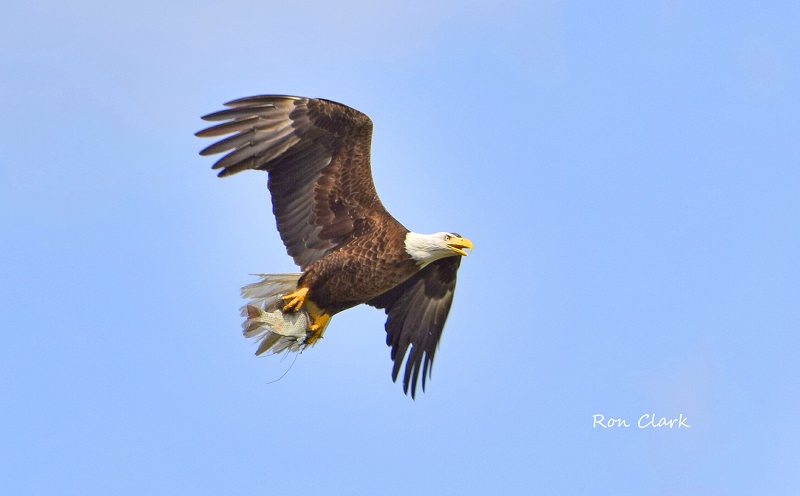 Bald Eagle With Fish Flying Above Cherry Hill Golf Course