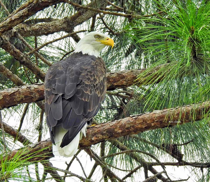 Bald Eagle in a Tree Near Lopez Country Club