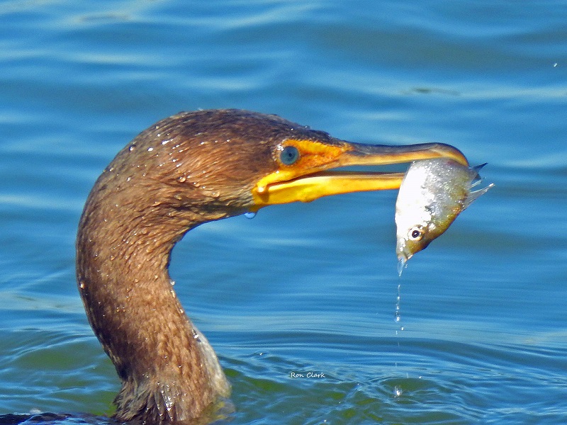 Cormorant Shows Off Its Catch Of The Day