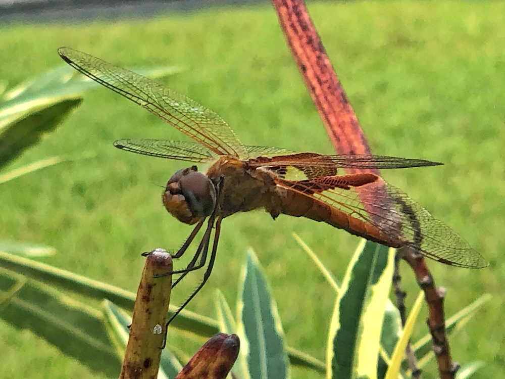 Dragonfly Hovering in Garden in Osceola Hills