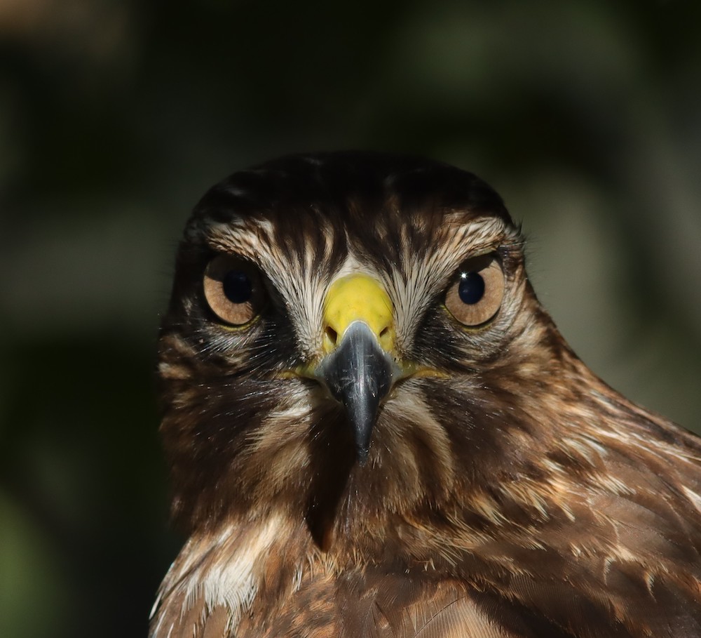 Juvenile Red-Shouldered Hawk at Fenney Nature Trail
