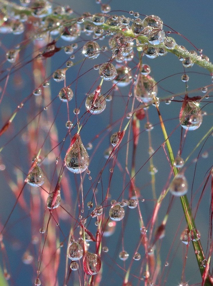 Muhly Grass At Fenney Nature Trail After Rain Shower
