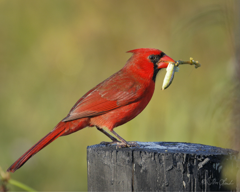 Northern Cardinal With Seedpod at the Sharon Rose Wiechens Nature Preserve