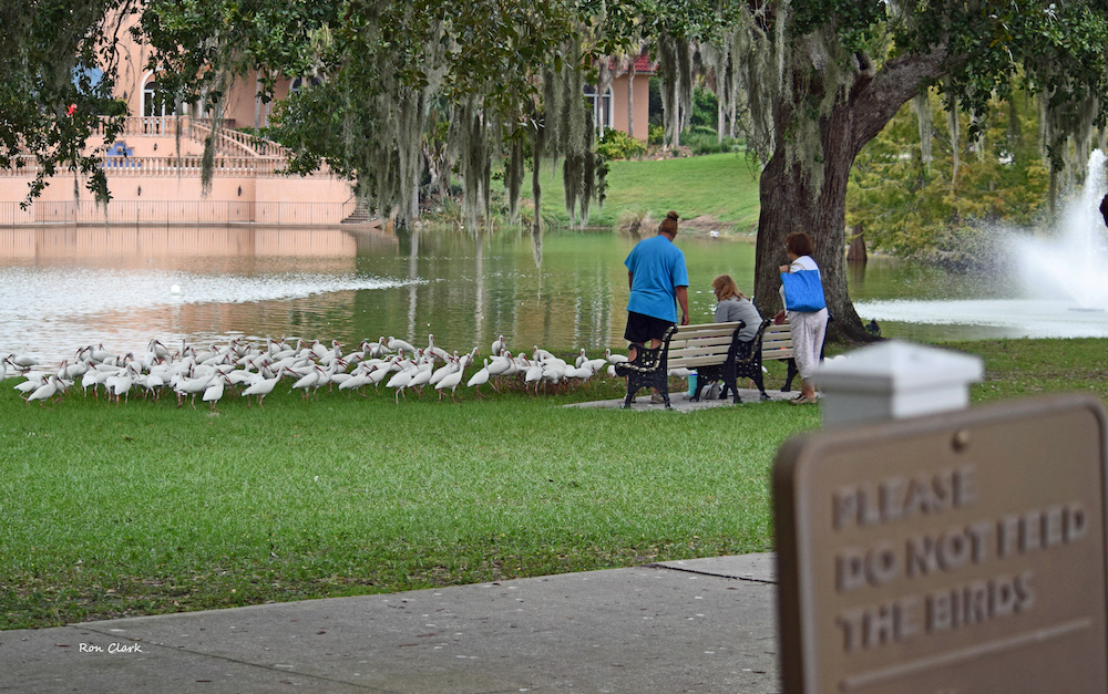 Please Do Not Feed The Birds