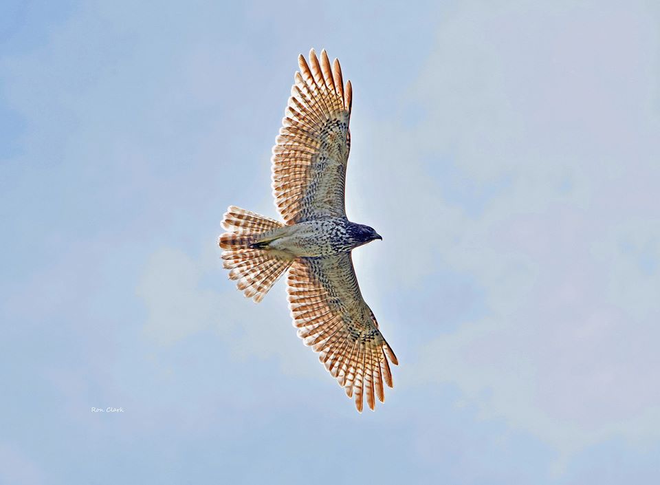 Red-Shouldered Hawk Soars Over Fenney Nature Trail