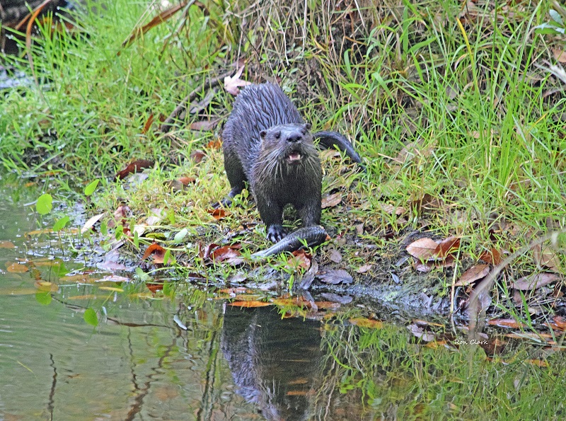 River Otter With Fish At Fenney Nature Trail