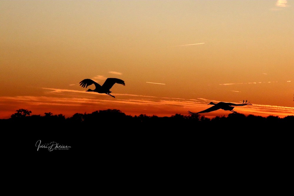 Sunset Photobomb By Sandhill Cranes