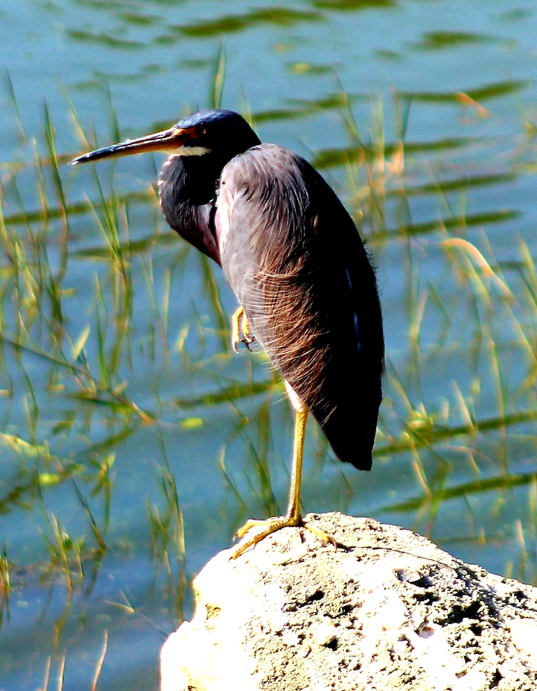 Tri Colored Heron At Cane Garden Country Club Villages News Com