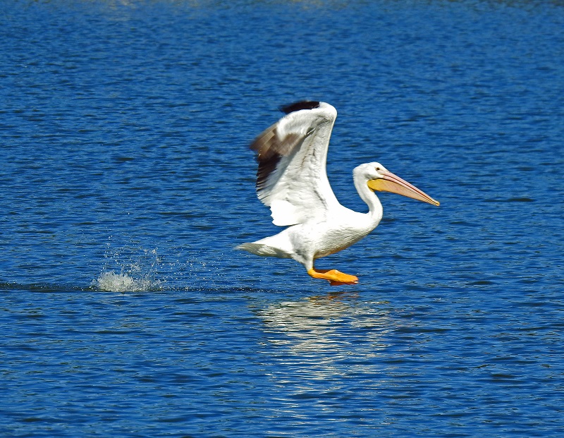 White Pelicans Are Back In Town