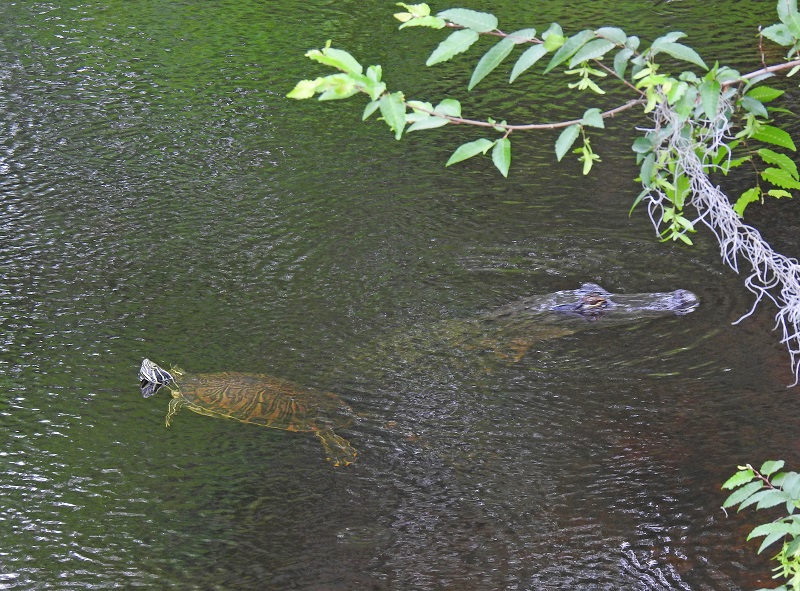 Alligator And Turtle At Fenney Nature Trail