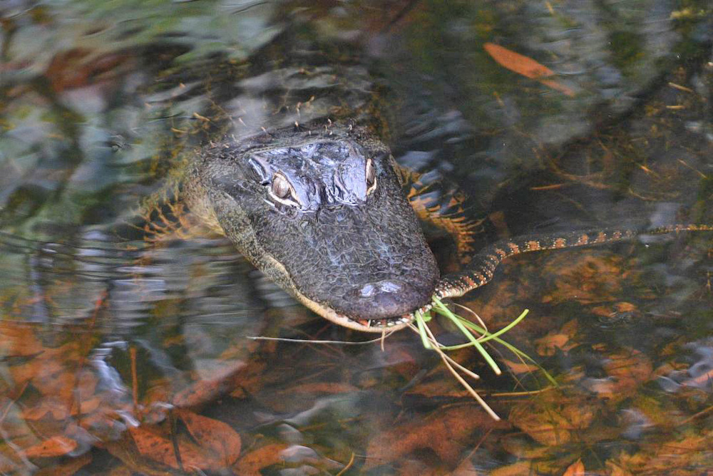 Alligator Catching A Snake At Fenney Nature Trail