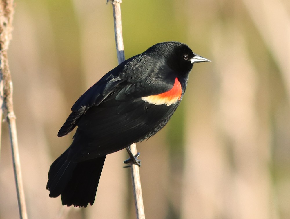 Beautiful Red-Winged Blackbird At Evans Prairie