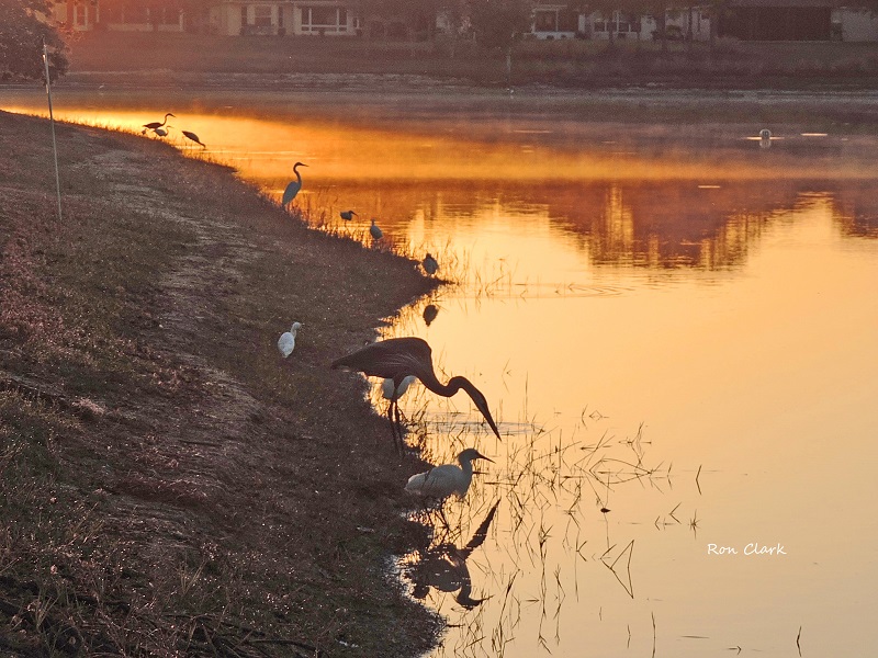 Birds At Pond In Village of Ashland