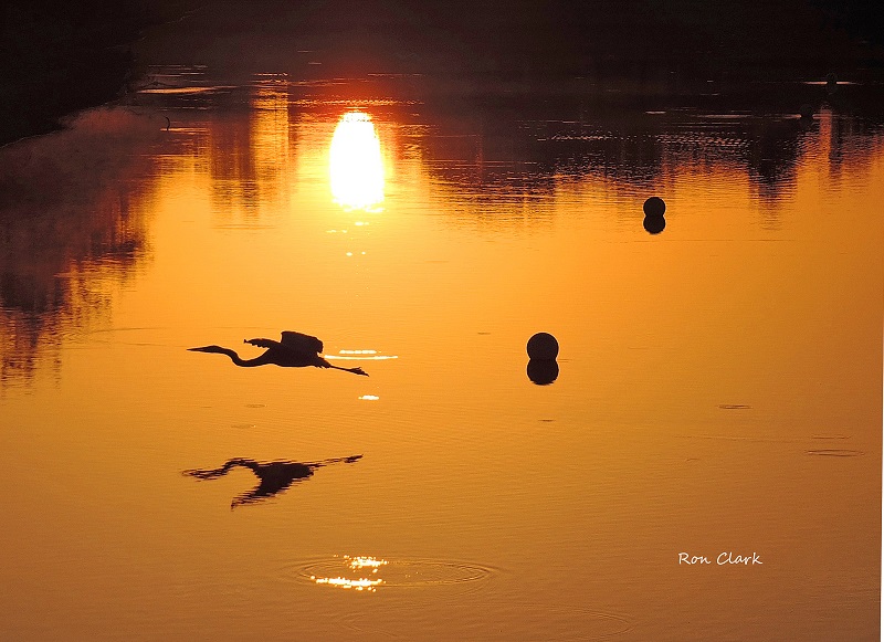 Great Blue Heron Flies Over Ashland Pond