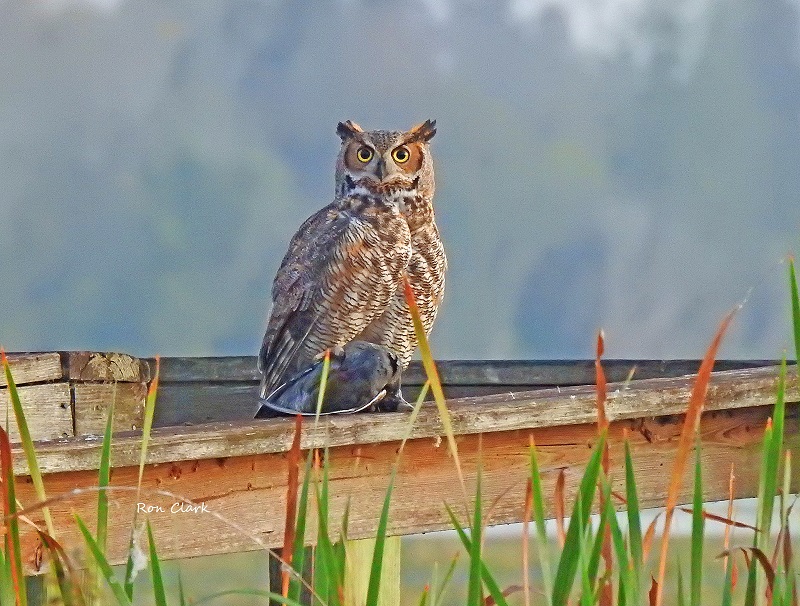 Great Horned Owl Near Lake Deaton