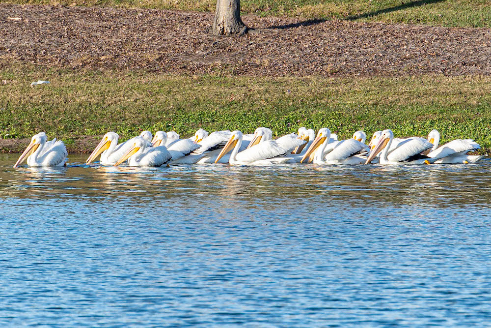 Large Flock Of White Pelicans Near Odell Circle