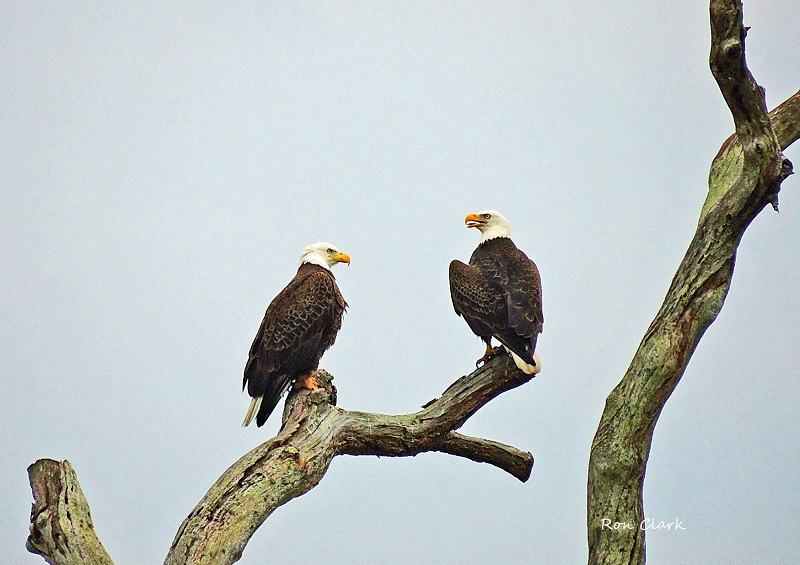 Pair Of Bald Eagles Near Belle Glade Country Club