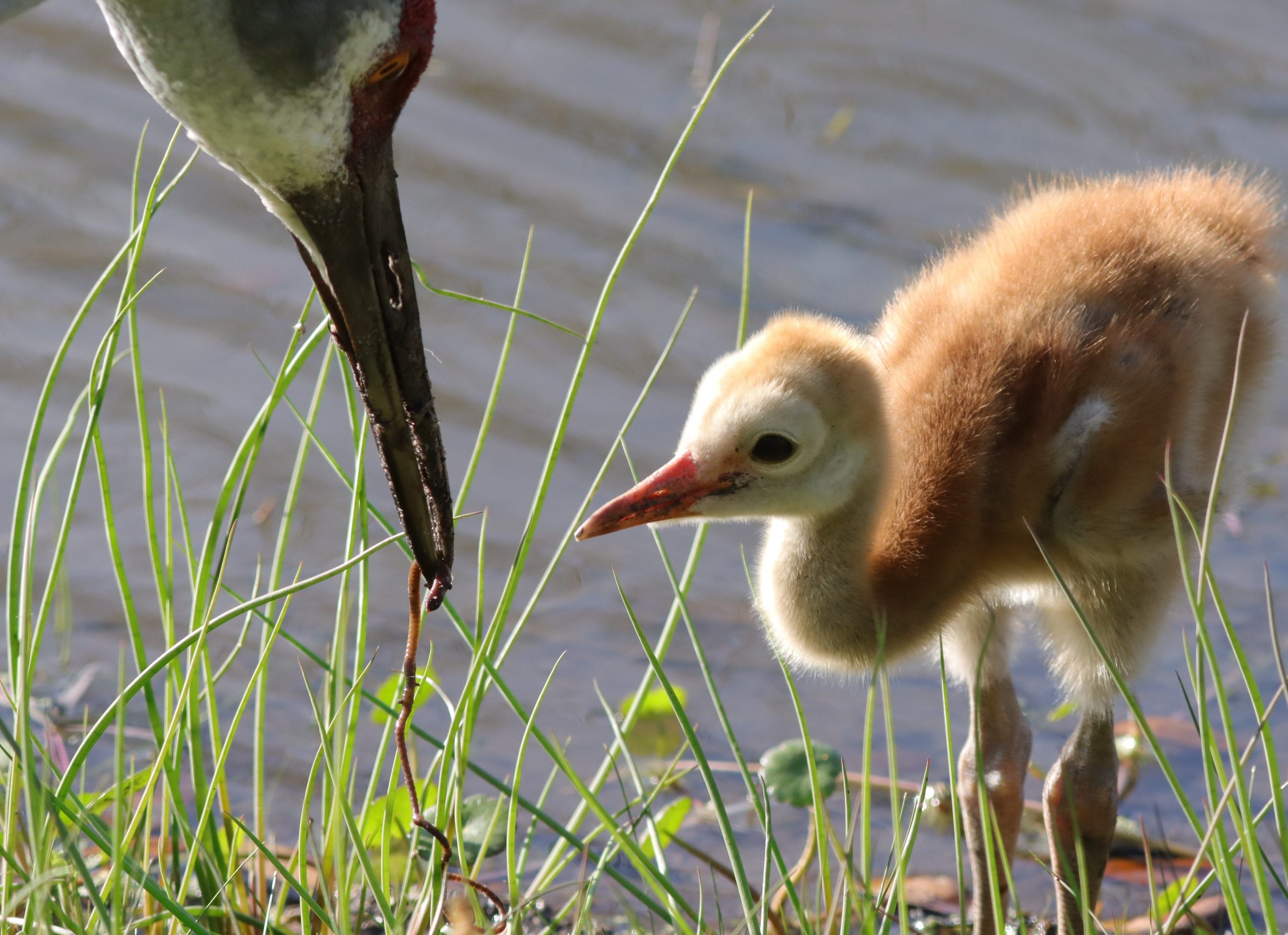 Sandhill Crane Gives Worm To Its Young