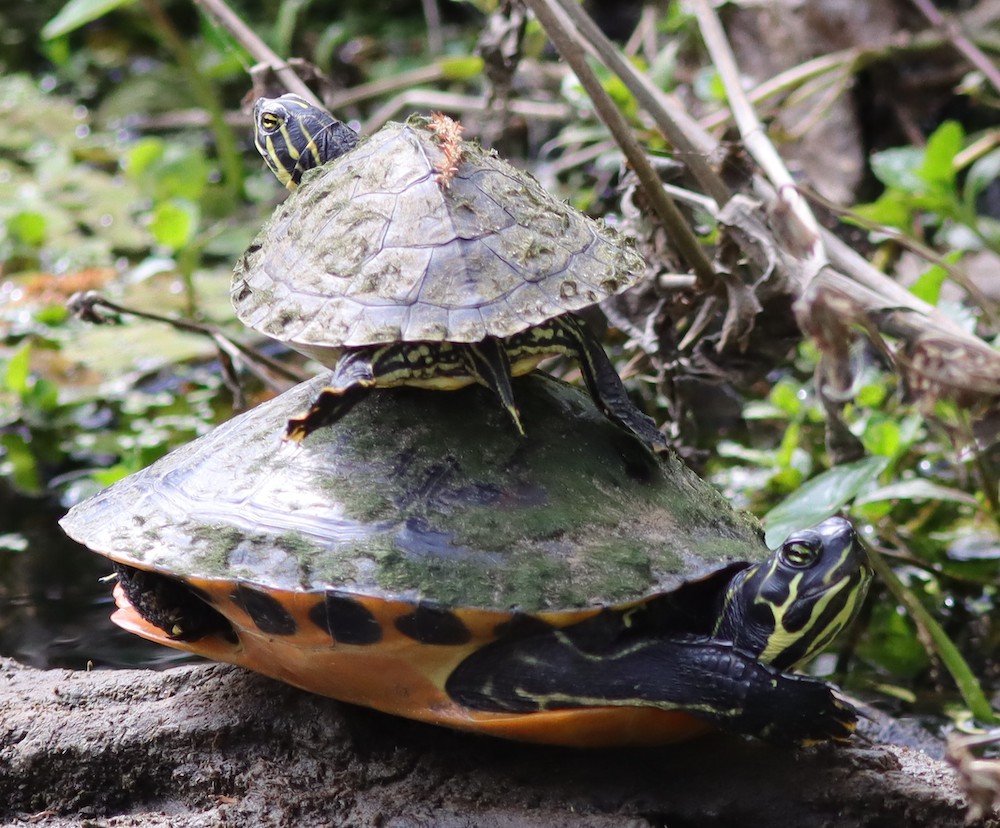 Two Turtles Hanging Out At Fenney Nature Trail