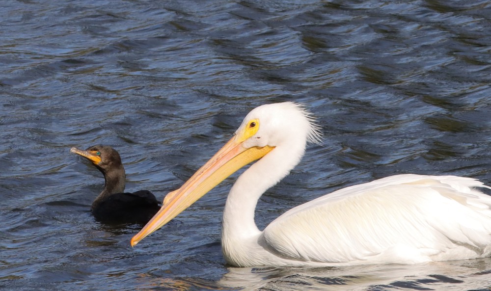White Pelican And Cormorant At Veteran's Memorial Park