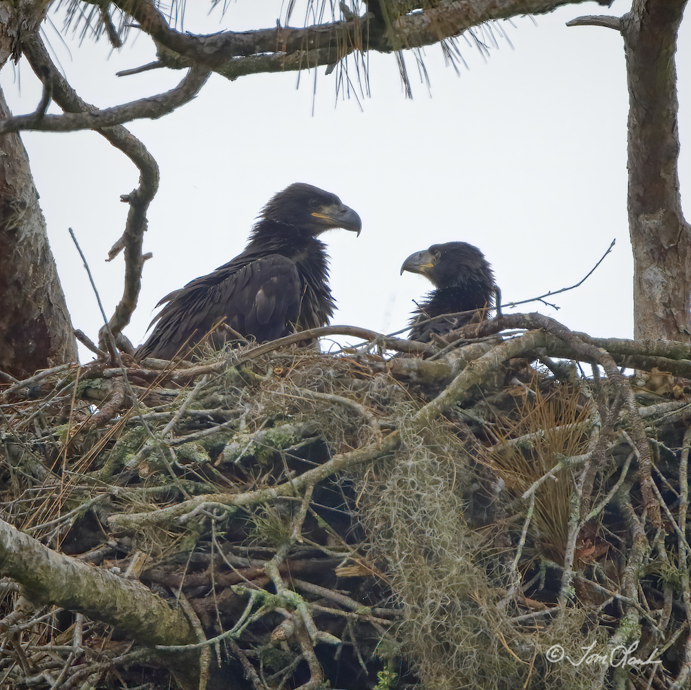 8-Week Old Bald Eaglets Near Pine Ridge