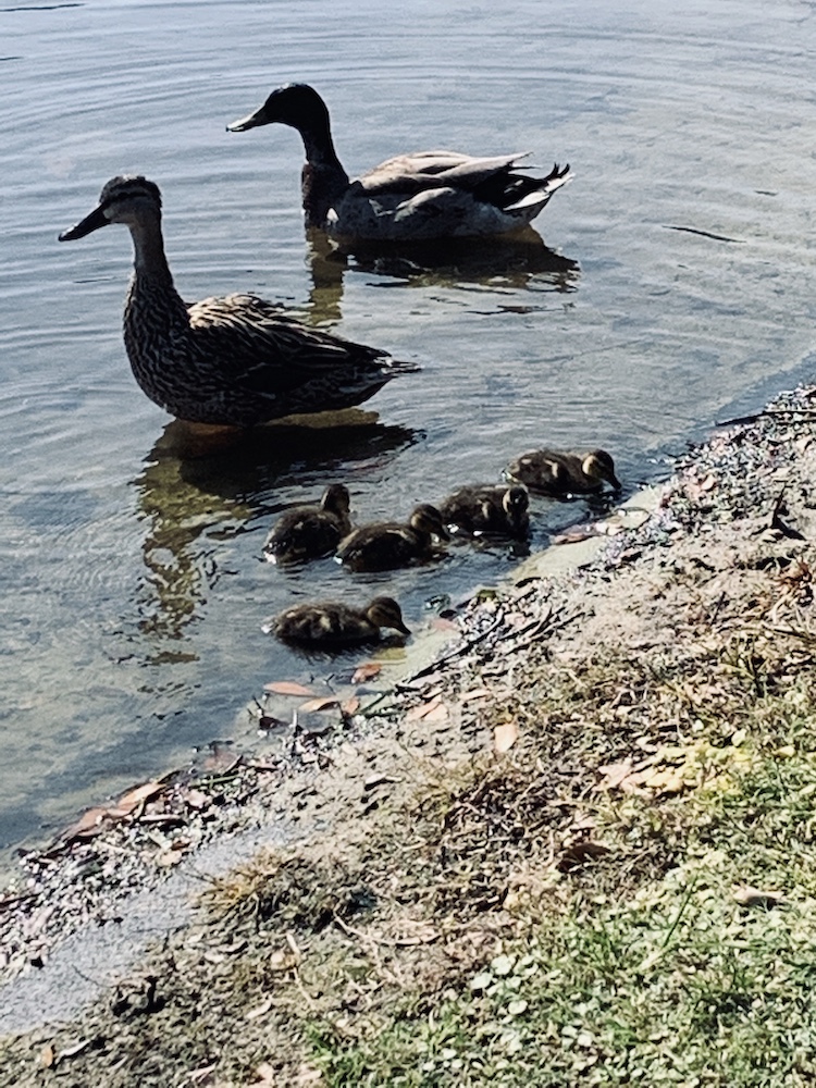 Baby Ducks At Glenview Pond Villages News Com,Domesticated Red Fox Pets