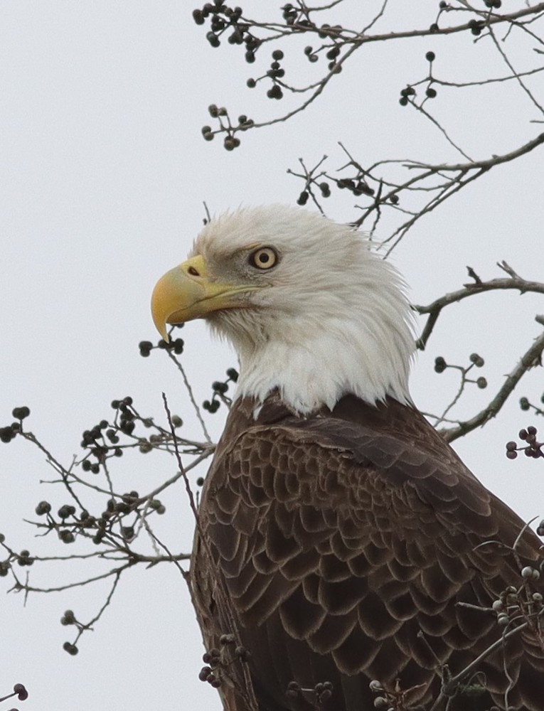 Bald Eagle Near SR 44