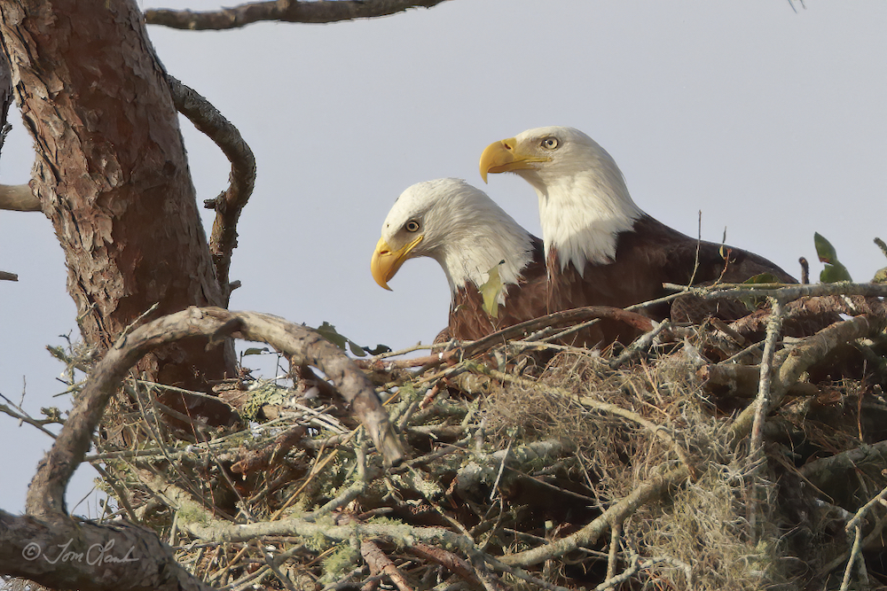 Bald Eagles In A Nest At Pine Ridge