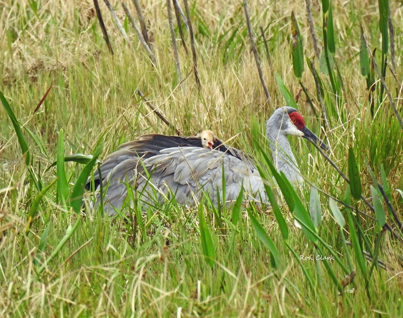 Newly Hatched Sandhill Crane Colt