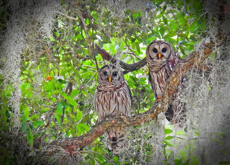 Pair Of Barred Owls At Fenney Nature Trail
