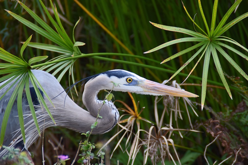 Sneaky Great Blue Heron