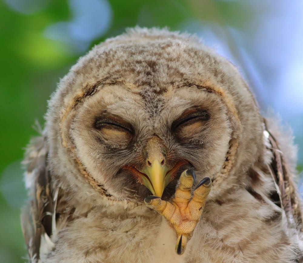 Adorable Barred Owlet At Fenney Nature Trail