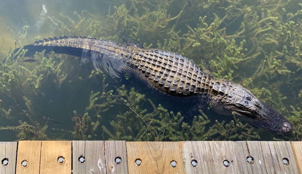 Alligator At Lake Sumter Landing