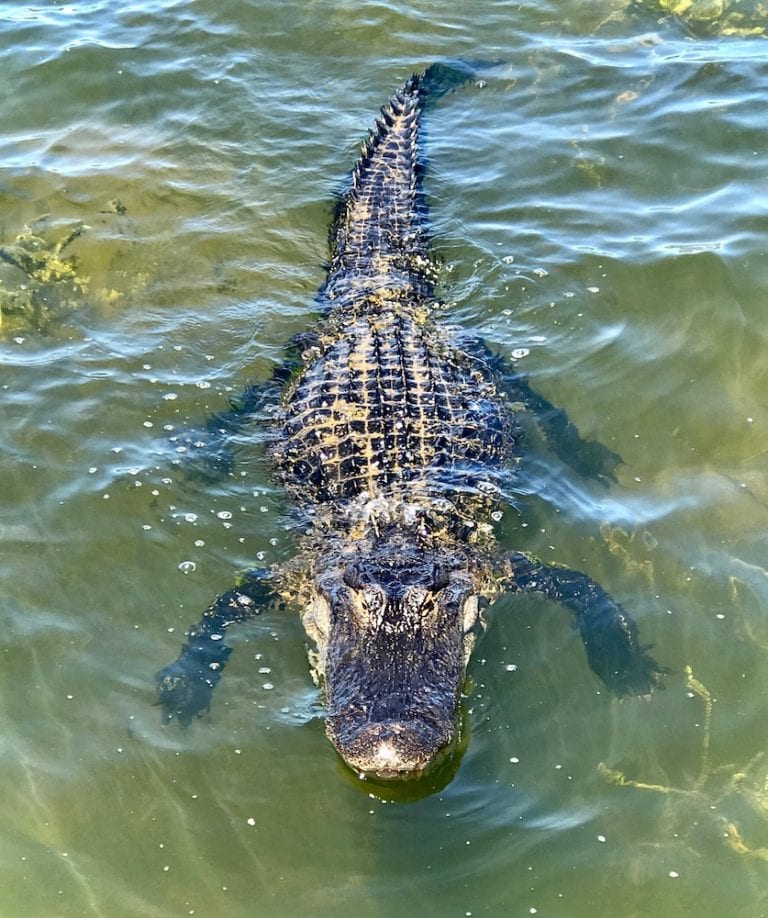 Alligator In Water At Lake Sumter