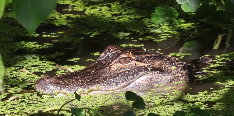 Alligator Poking Head Out Of Water At Fenney Nature Trail