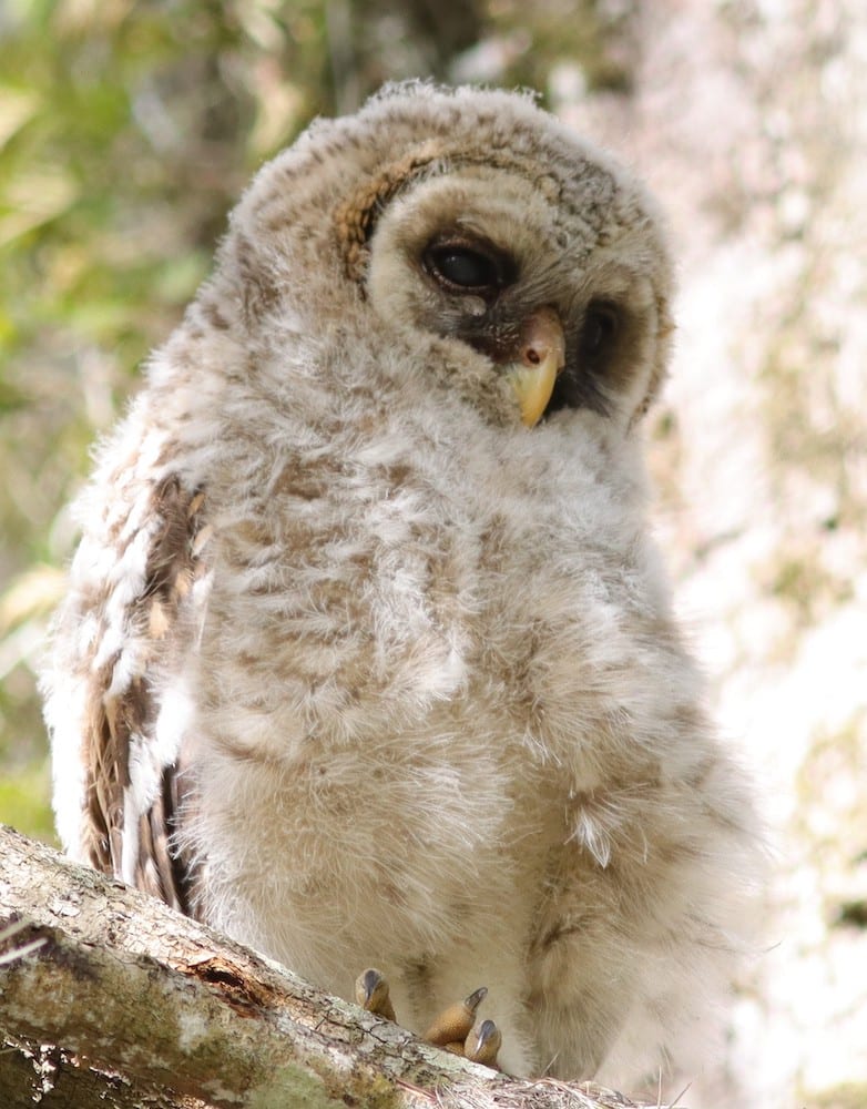 Baby Barred Owl At Fenney Nature Trail