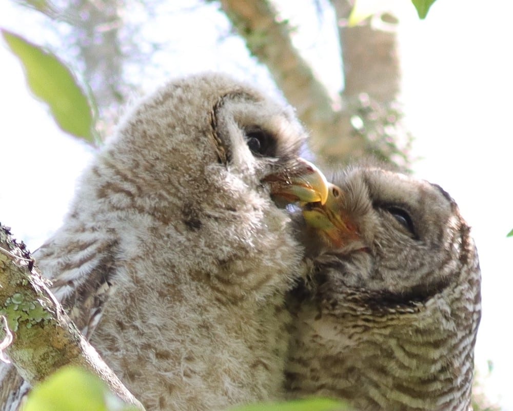 Barred Owlet And Owl At Fenney Nature Trail