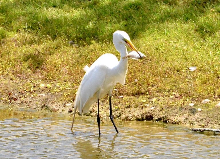 Egret With Fresh Catch Of The Day