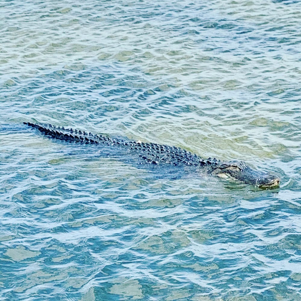 Gator In Water At Lake Sumter Landing