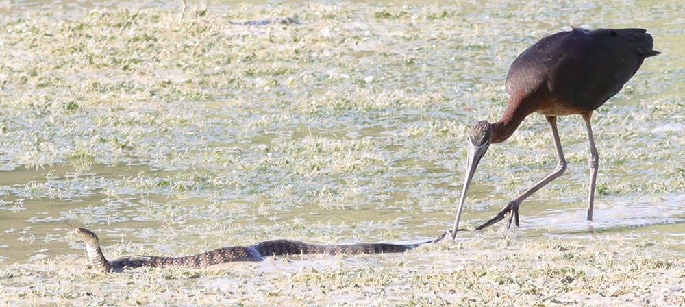 Glossy Ibis Takes On Banded Water Snake