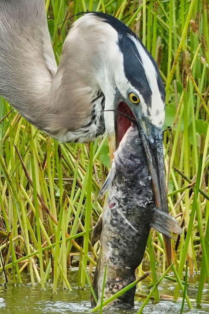 Great Blue Heron Swallowing A Very Large Catfish