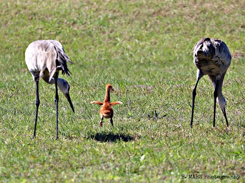 Sandhill Cranes With Colt At Sharon Rose Wiechens Preserve