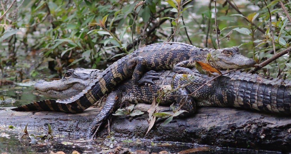 Young Alligators Beside Lake Okahumpka